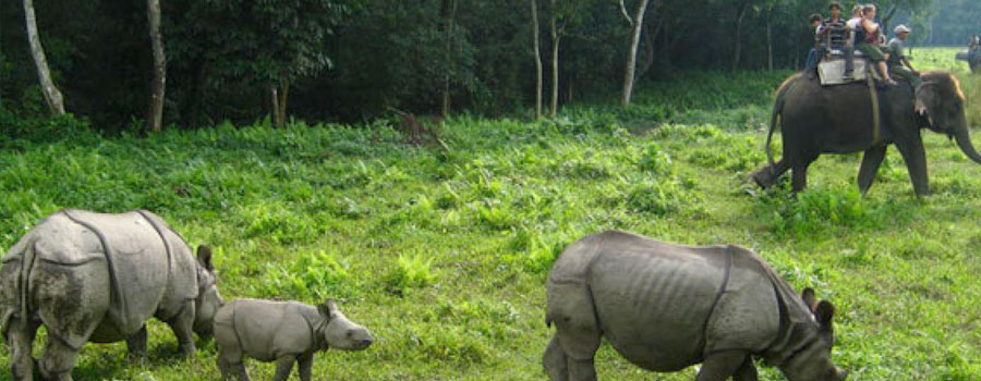 Jungle Safari